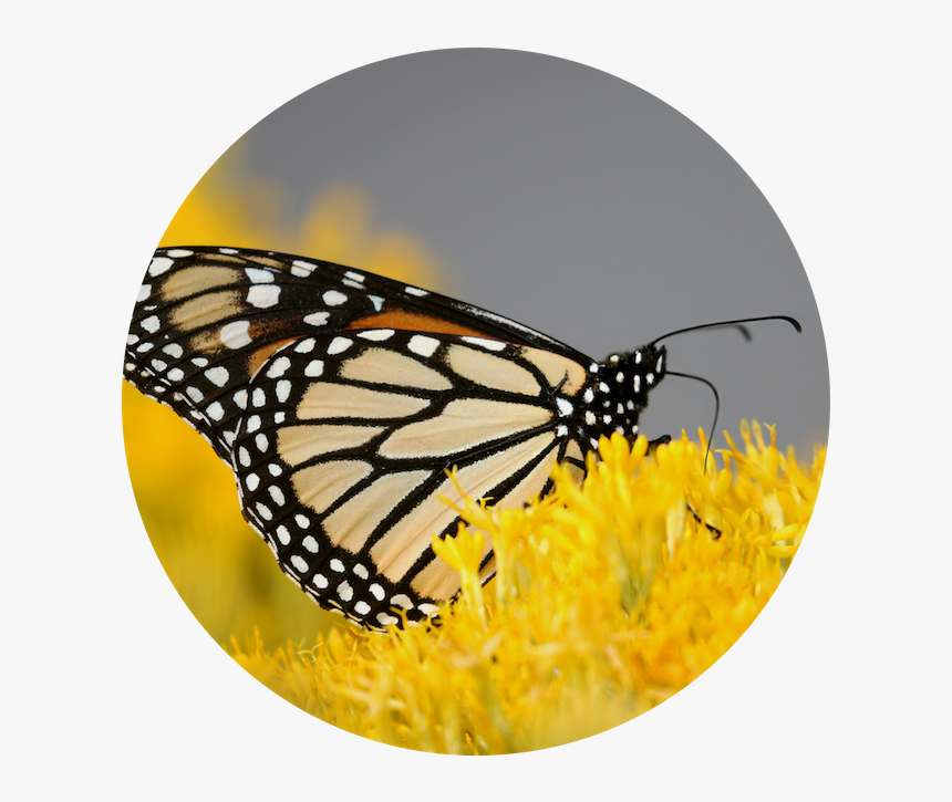 Nature Placeholder - Butterfly On The Flower, HD Png Download, Free Download