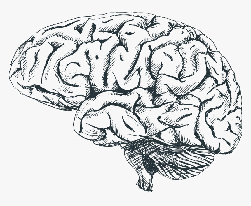 Cerebro De Paralisia Cerebral Png, Transparent Png, Free Download