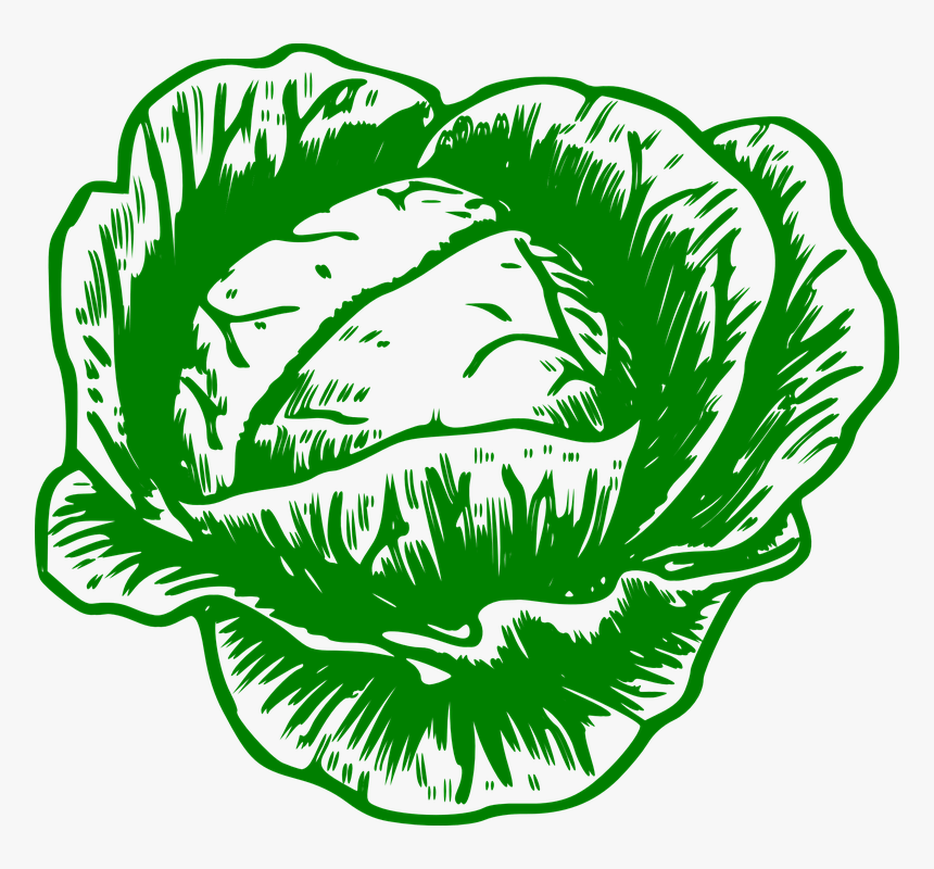 Sembrar Coliflor - Cabbage Free Clipart, HD Png Download, Free Download