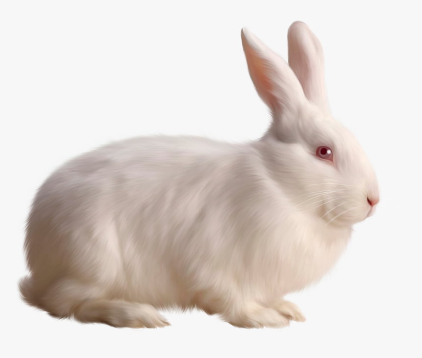 Rabbit Png, Transparent Png, Free Download