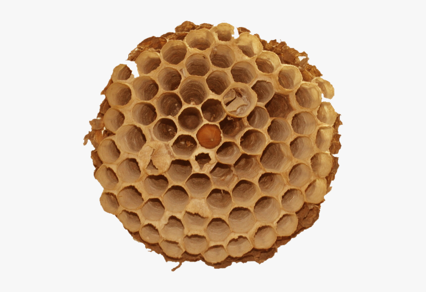 Hornets Nest Png Transparent, Png Download, Free Download