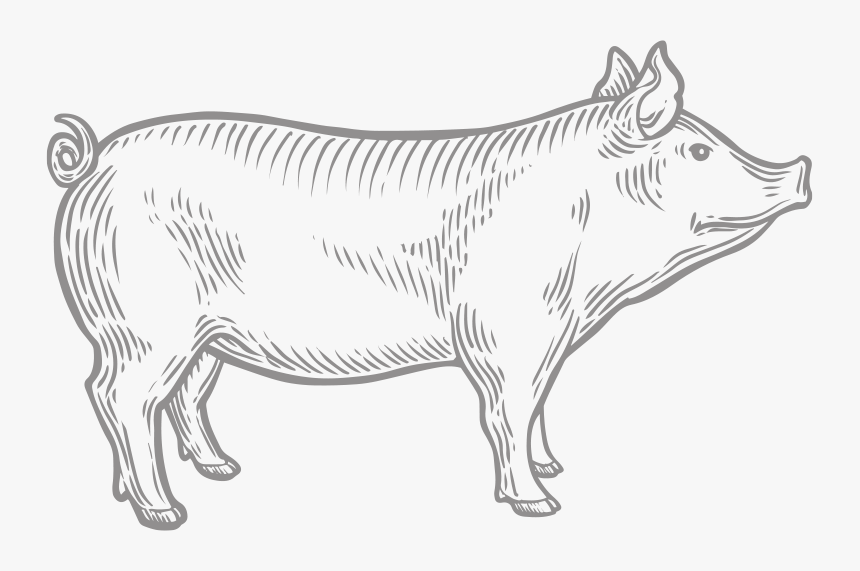 Cattle, HD Png Download, Free Download