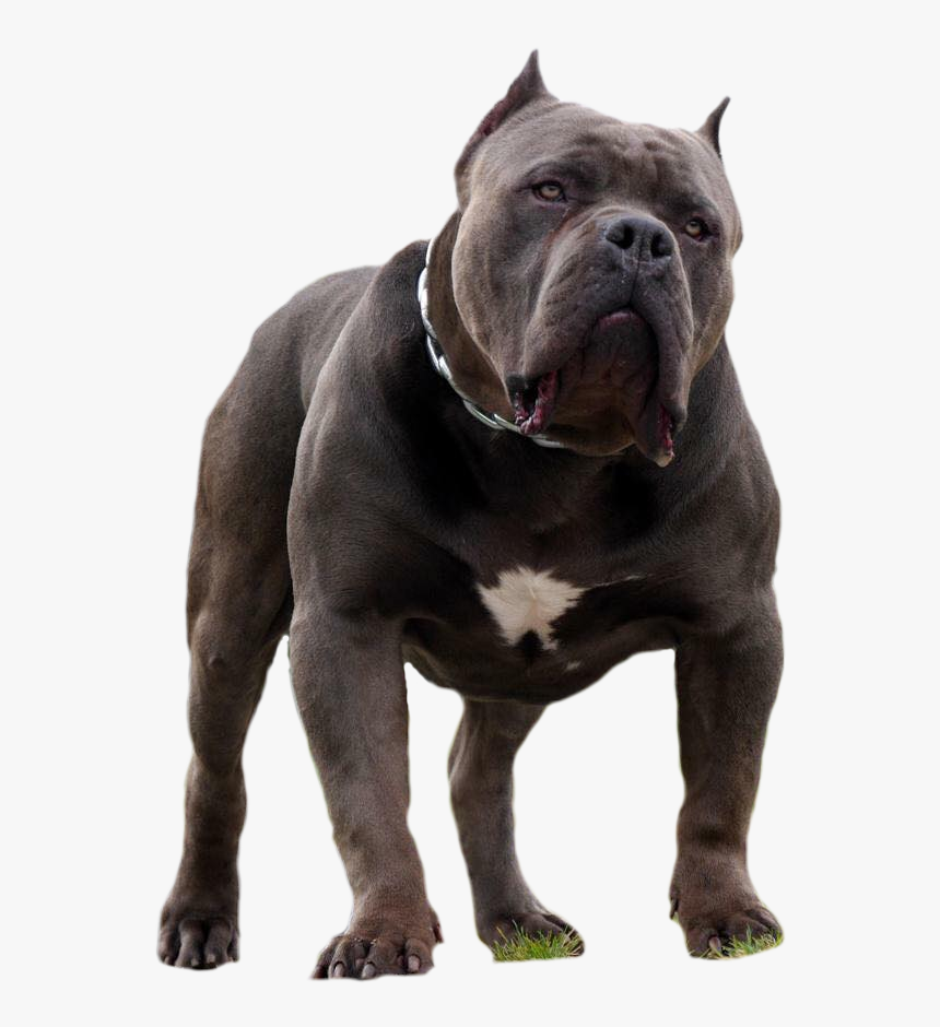 American Bully Images Download, HD Png Download, Free Download
