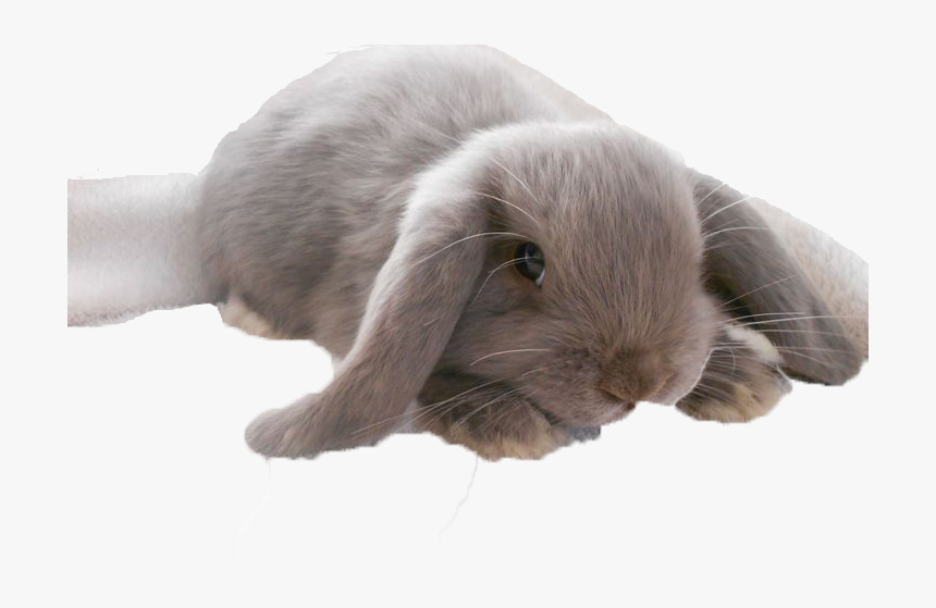Bunnies Png Image File - Phobia Of Bunnies, Transparent Png, Free Download