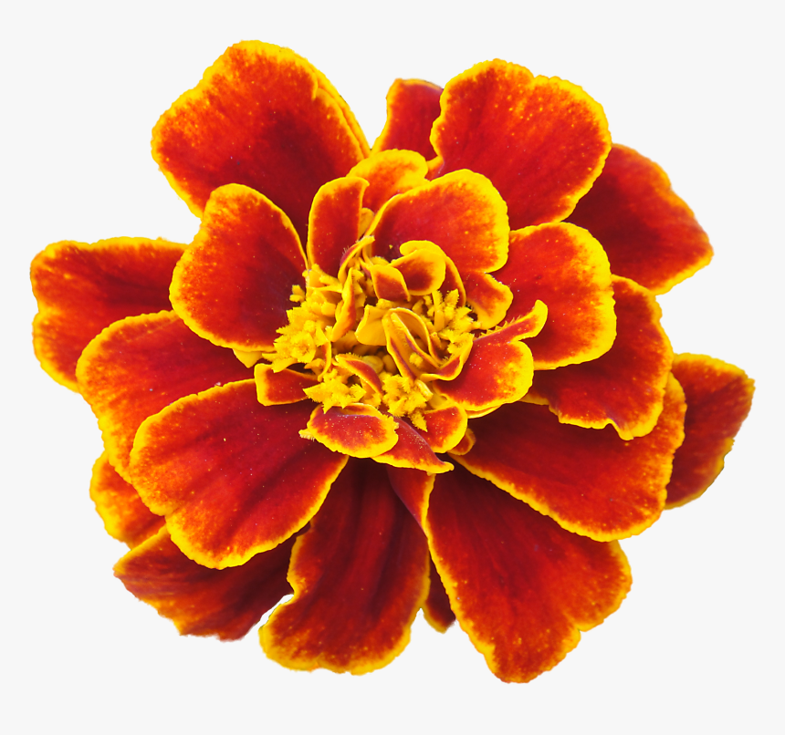 Mexican Flower Clip Art - Marigold Flower White Background, HD Png Download, Free Download