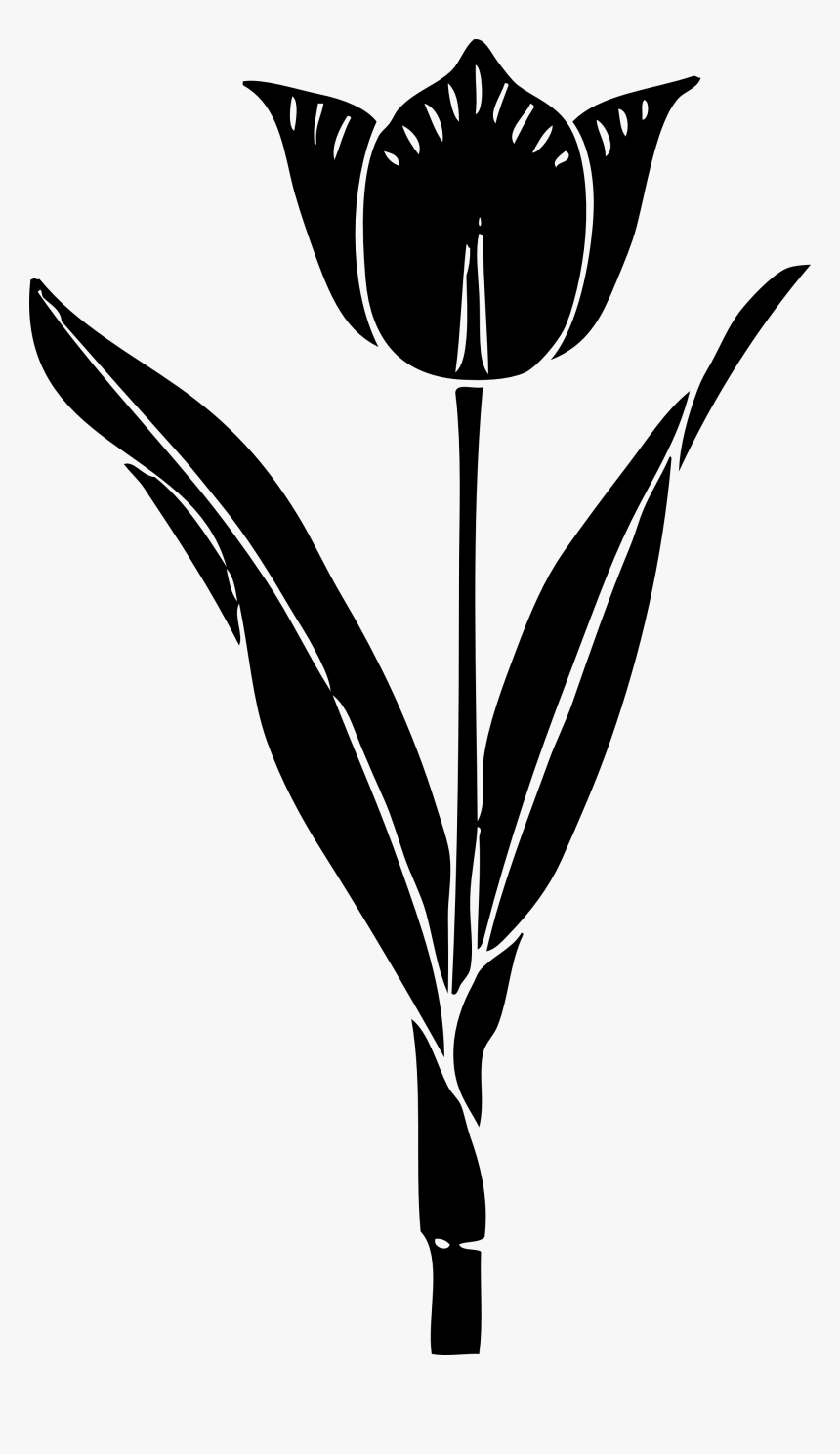 Tulip Silhouette Drawing Clip Art - Tulip Silhouette, HD Png Download, Free Download