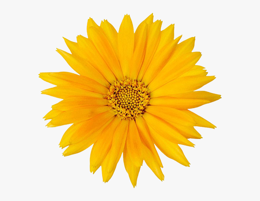 Calendula Officinalis Flower Mexican Marigold - Calendula Png, Transparent Png, Free Download