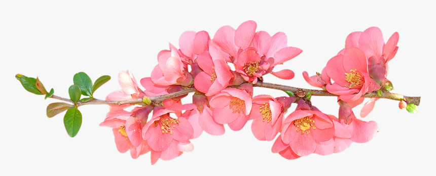 Spring Flowers Spring Flower Clip Art Clipart Free - Spring Flowers  Transparent Background, HD Png Download - kindpng