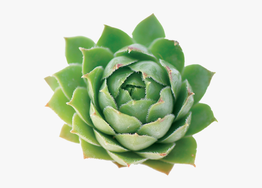 Mexican Flower Png Hd , Png Download - Agave, Transparent Png, Free Download