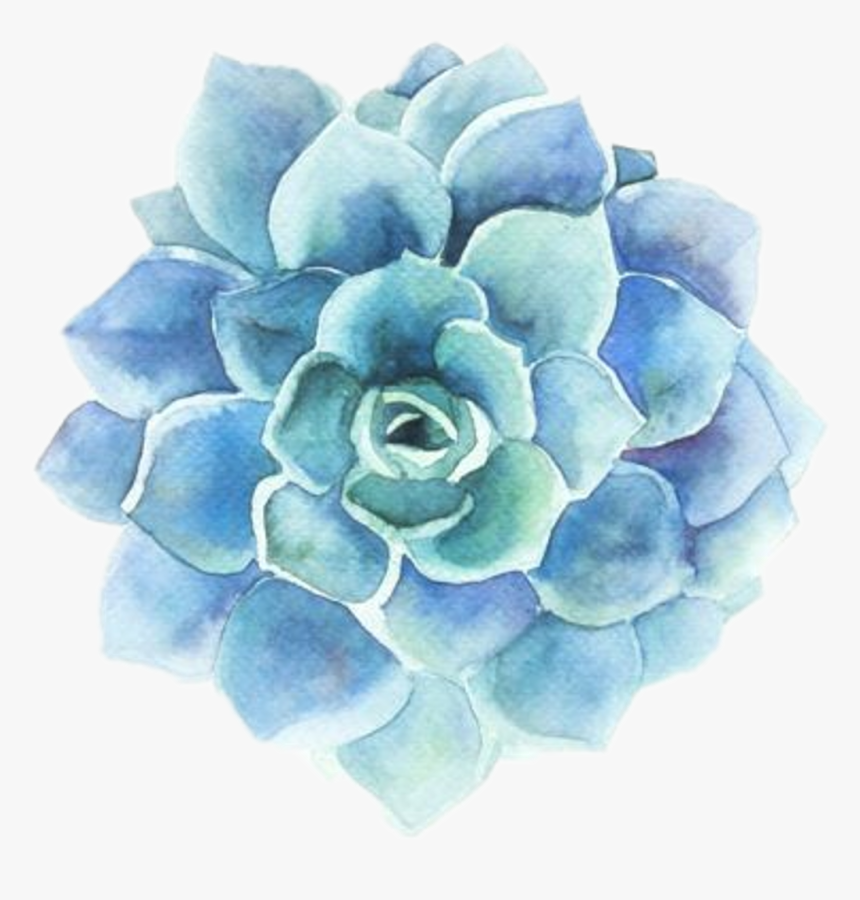 Echeveria - Blue Stickers Flower, HD Png Download, Free Download