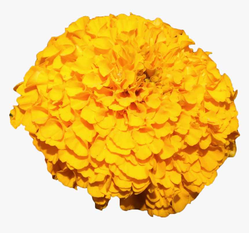 Mexican Marigold Flower Yellow - Transparent Marigold Garland Png, Png Download, Free Download