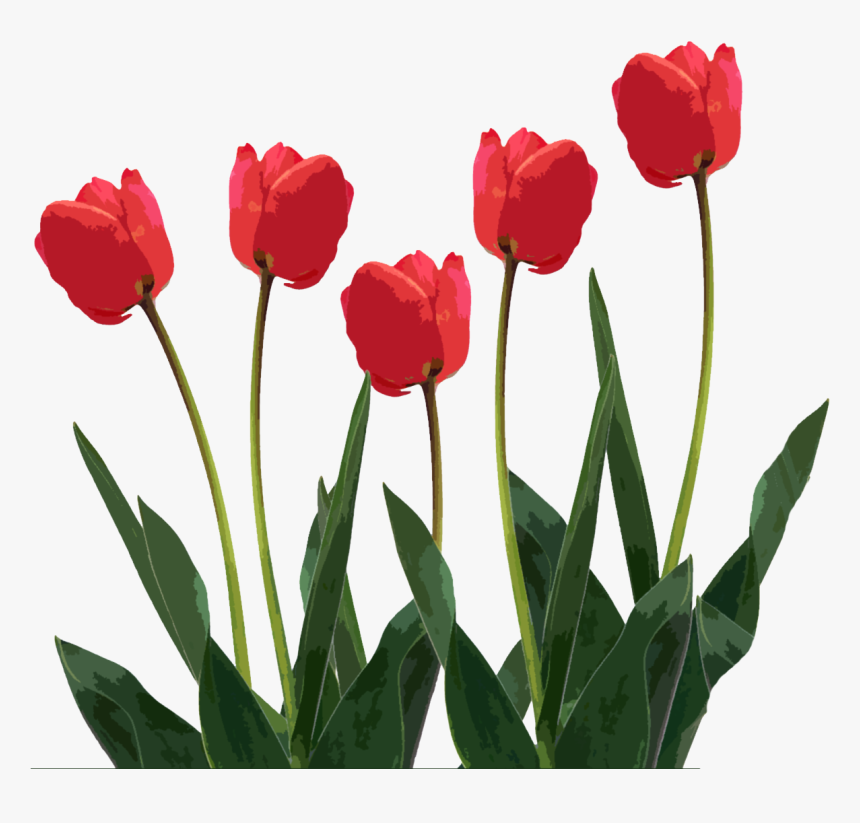 First Day Of Spring Clipart - Tulips Transparent Png, Png Download, Free Download