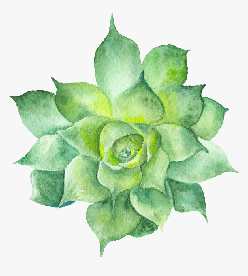 Echeveria - Green Flower Watercolor Transparent, HD Png Download, Free Download