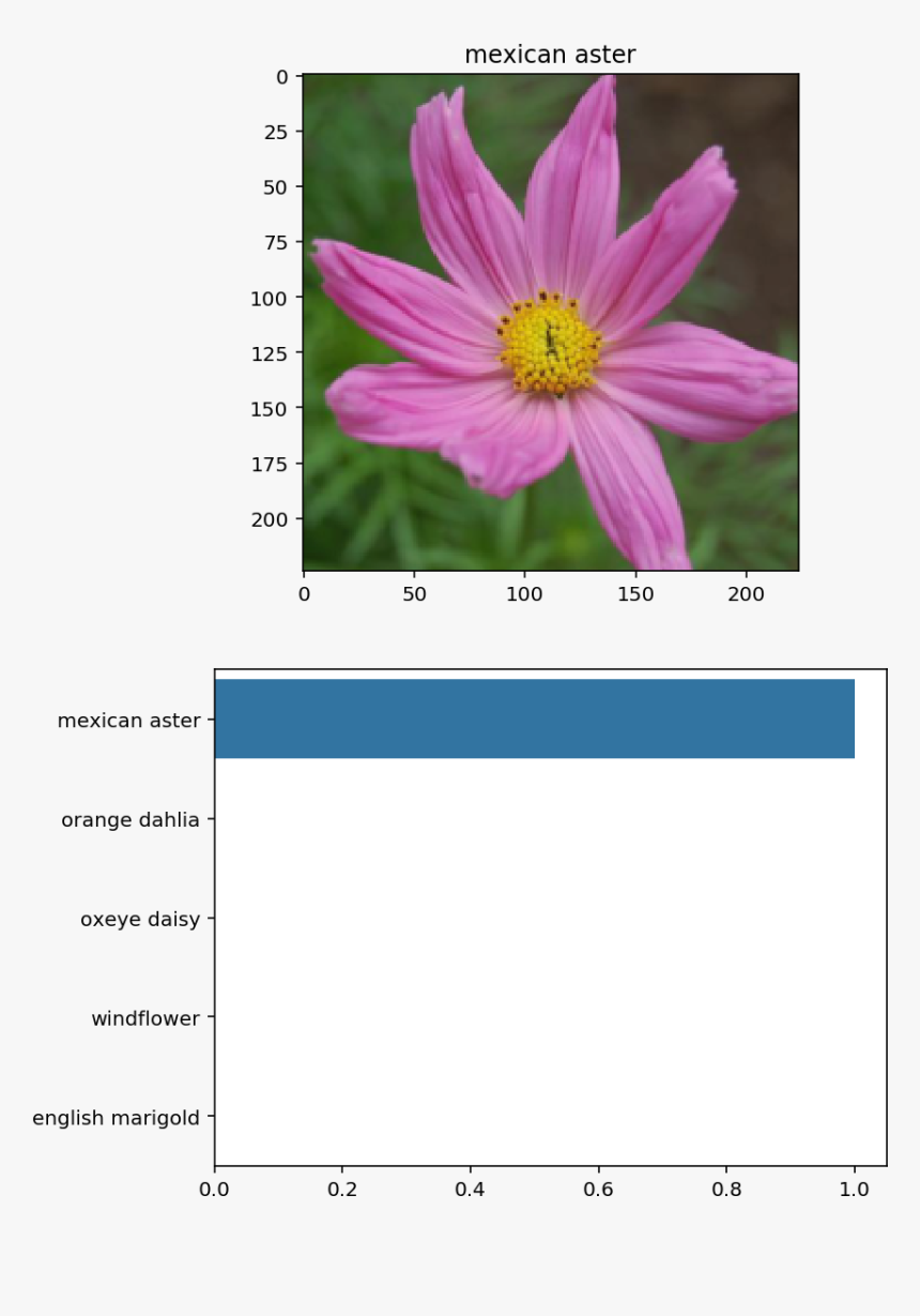 Transparent Mexican Flower Png - Marguerite Daisy, Png Download, Free Download