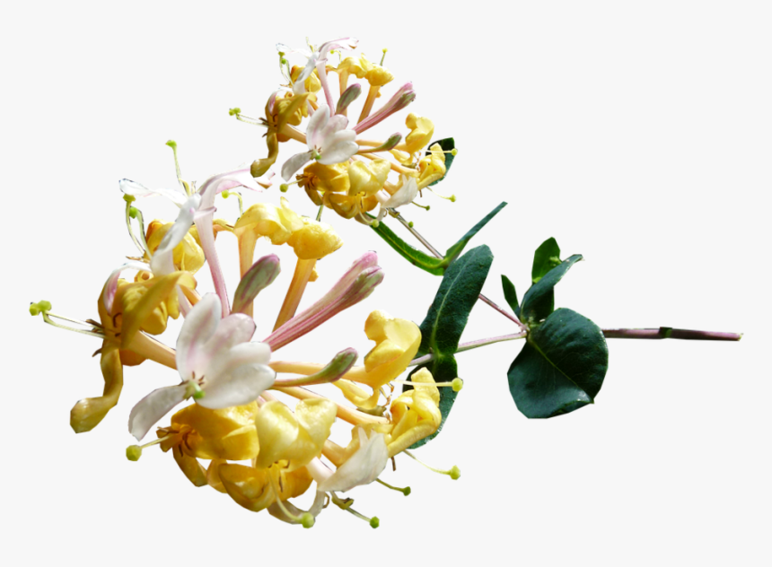 Clip Art Mexican Honeysuckle - Honeysuckle Flower Transparent, HD Png Download, Free Download