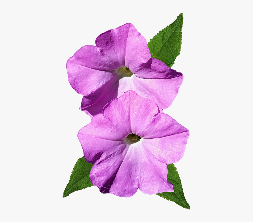 Petunia, Pink, Flower, Cut Out - Petunias Png, Transparent Png, Free Download
