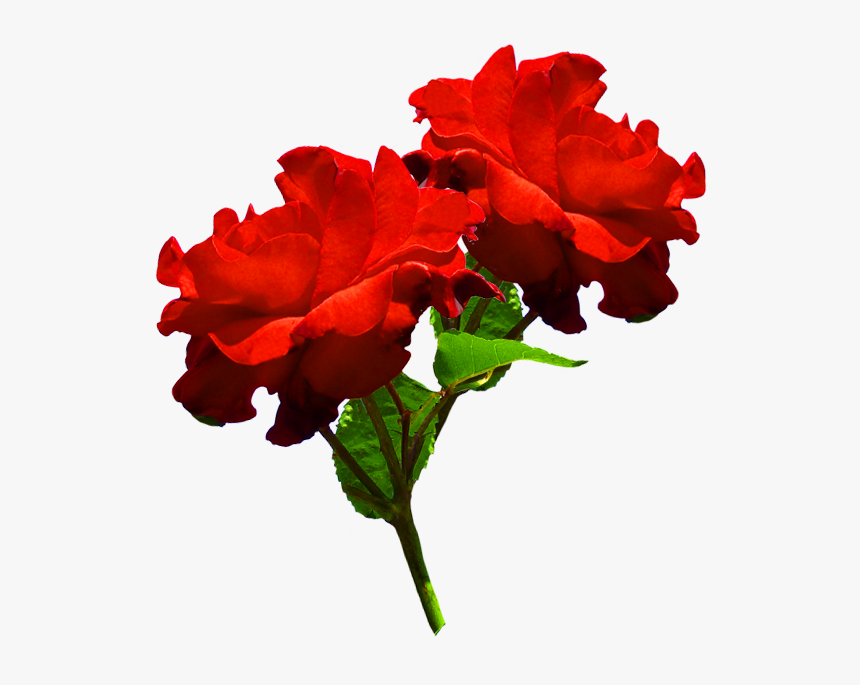 Clipart Of Two Red Roses - Two Red Roses Png, Transparent Png, Free Download