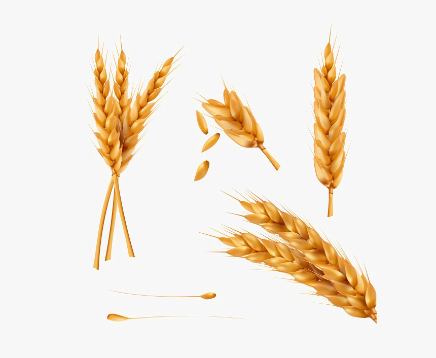 Wheat Png Photo - Wheat Spikelet, Transparent Png, Free Download