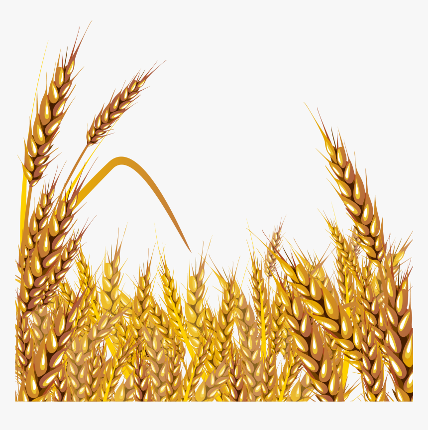 Transparent Wheat Png - Clip Art Wheat Grain, Png Download, Free Download