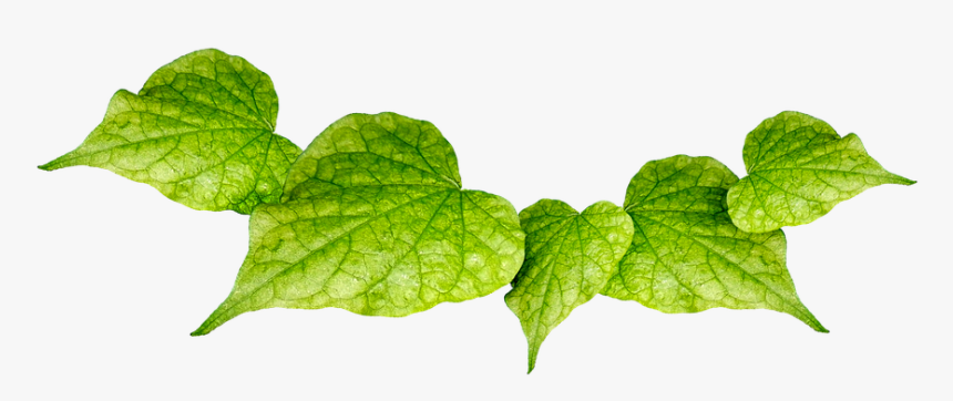 Hojas, Verde, Planta, Hojas Verdes, Hoja Verde, Fresco - Feuille Verte Png, Transparent Png, Free Download