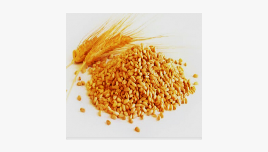 Sehore Wheat Atta - Wheat With Names, HD Png Download, Free Download