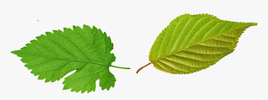 Hoja, Verdes, Hojas, Planta, Verde, Hojas Verdes - Folhas Verde Png, Transparent Png, Free Download