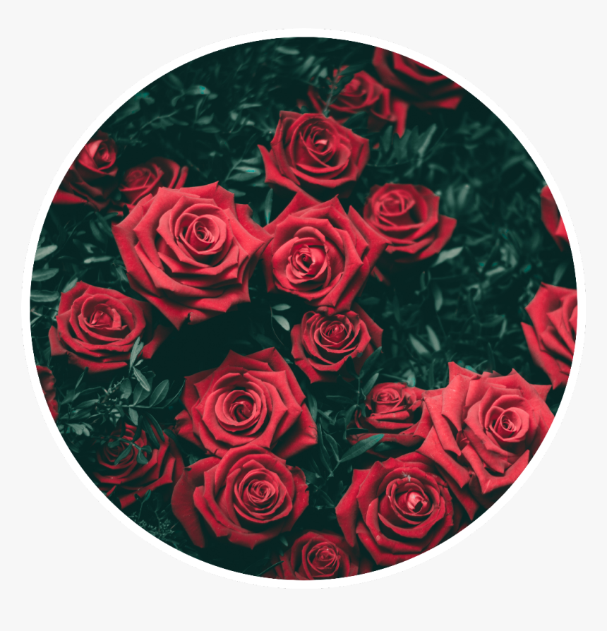 #roses #circle #frame #pattern #red #flores #circulo - Roses In The Dark, HD Png Download, Free Download