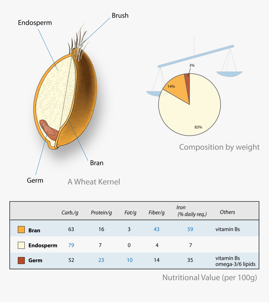 Wheat-kernel Nutrition - Endosperm Meaning In Tamil, HD Png Download, Free Download