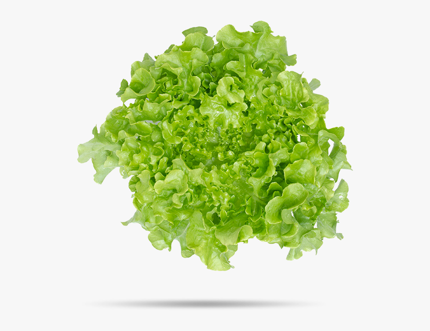 Hoja De Roble Verde, HD Png Download, Free Download