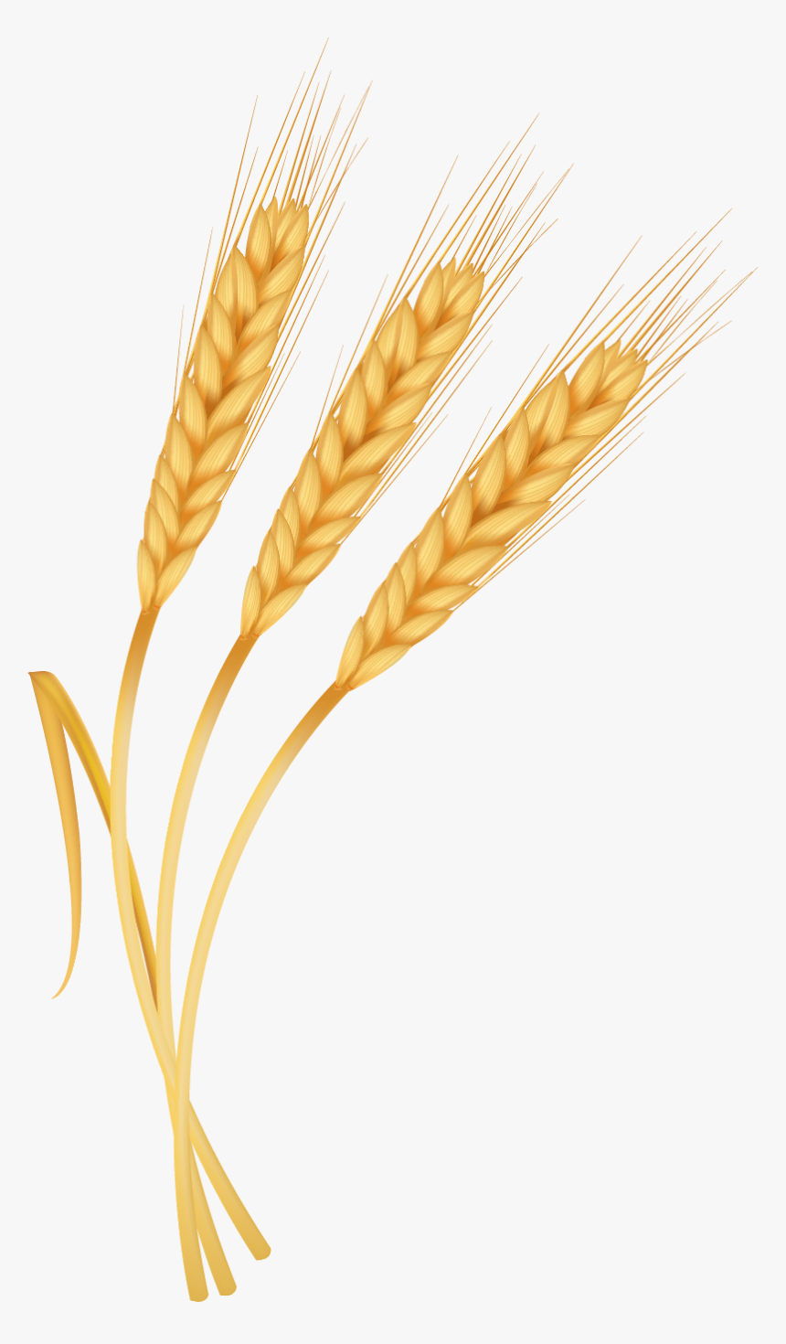 Espiga De Trigo Png, Transparent Png, Free Download