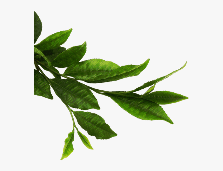 Green Tea Leaves Png - Green Plant Leaves Png, Transparent Png, Free Download