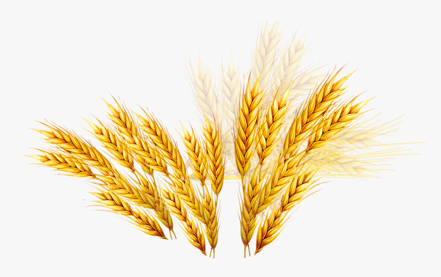 Vector Royalty Free Library Emmer Coupon Rice Wheat - Trigo Png, Transparent Png, Free Download