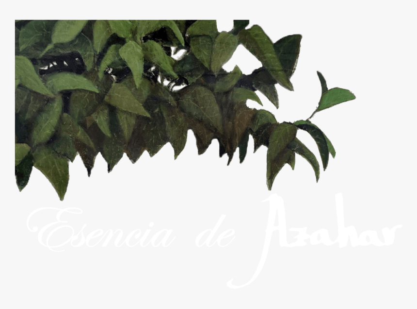 Hostal Esencia De Azahar - Ulmus Alata, HD Png Download, Free Download