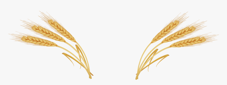 Wheat Ear Royalty - Transparent Ear Of Wheat, HD Png Download, Free Download