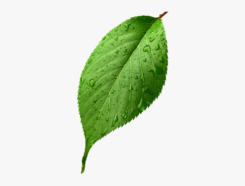 Зеленый Лист, Лист Вишни, Лист Вишневого Дерева, Green - Green Apple Leaf Png, Transparent Png, Free Download