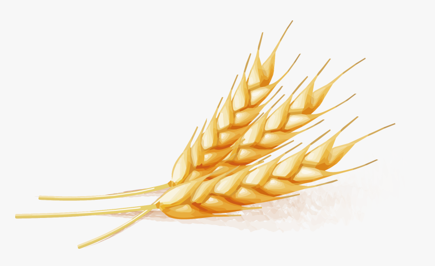 Wheat Vector - Png Wheat Vector, Transparent Png, Free Download