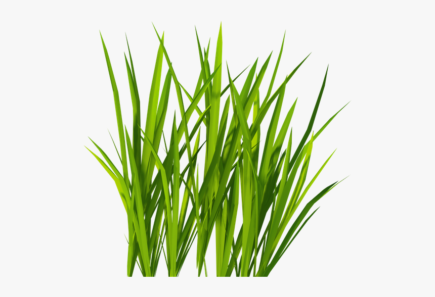 Зеленые Листья Камыша, Болотная Трава, Камыш, Green - Clipart Grass Png, Transparent Png, Free Download