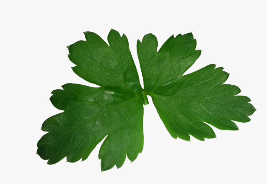 Transparent Parsley Clipart - Perejil Png, Png Download, Free Download