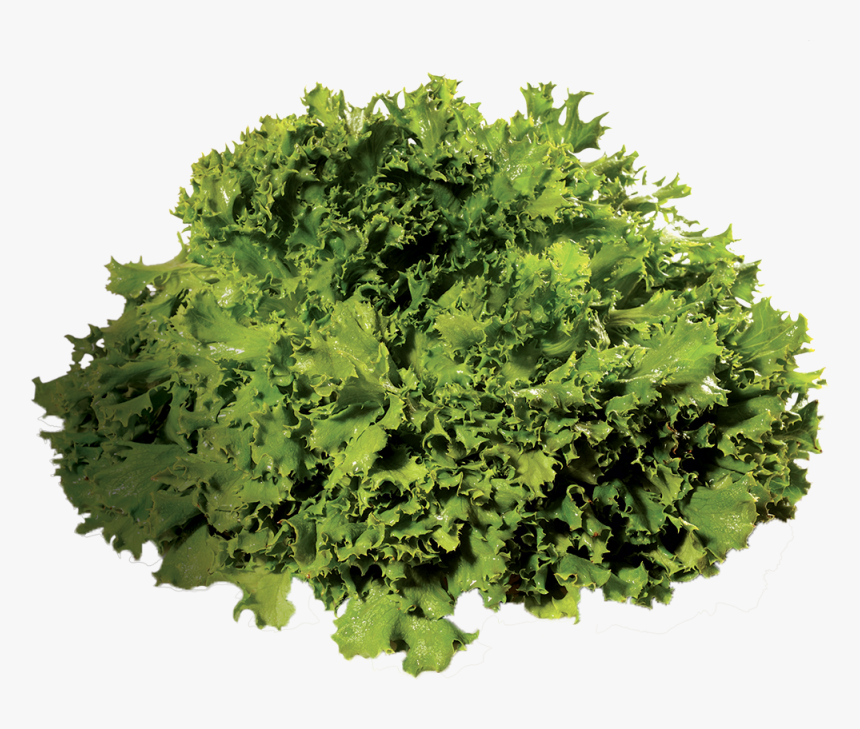 Salade Frisée - Kale, HD Png Download, Free Download