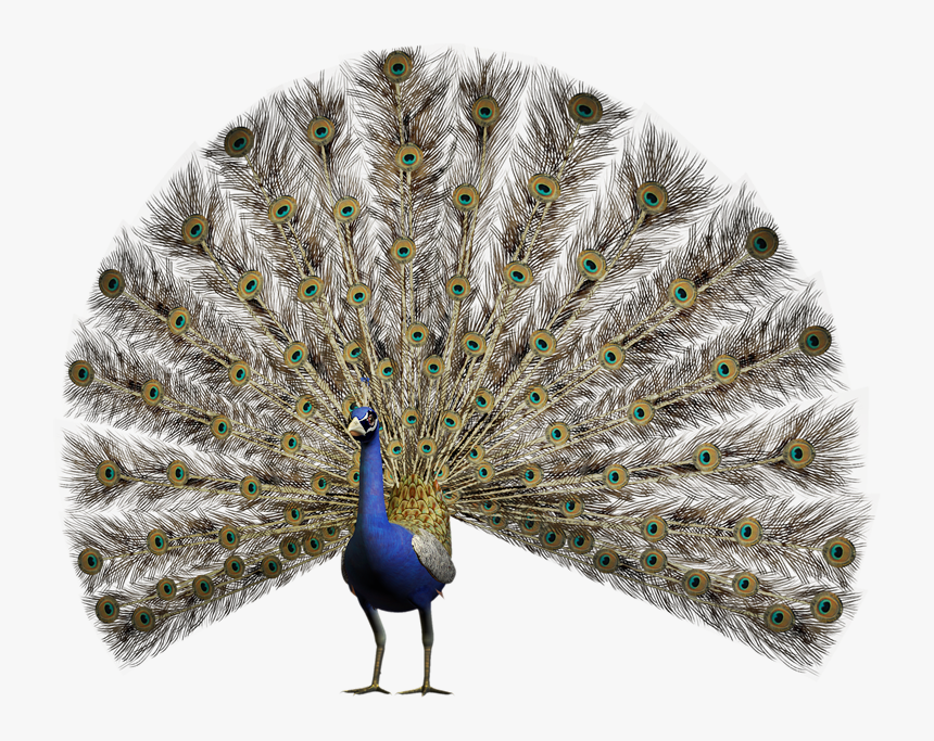 Pavão Em Png Pomba - Peacock Open Feathers Png, Transparent Png, Free Download