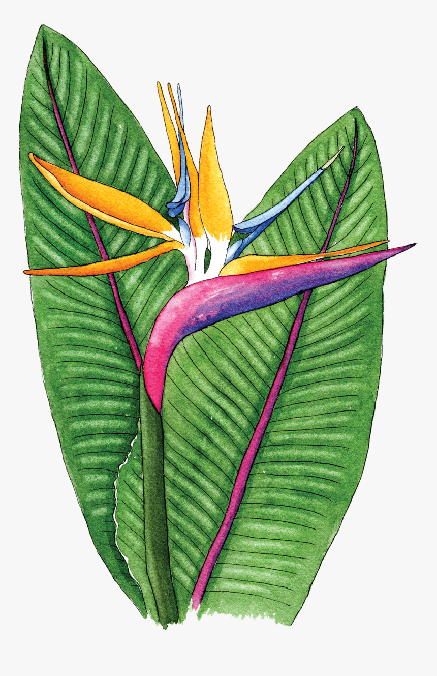 Bird Of Paradise - Flower Bird Of The Paradise Png, Transparent Png, Free Download