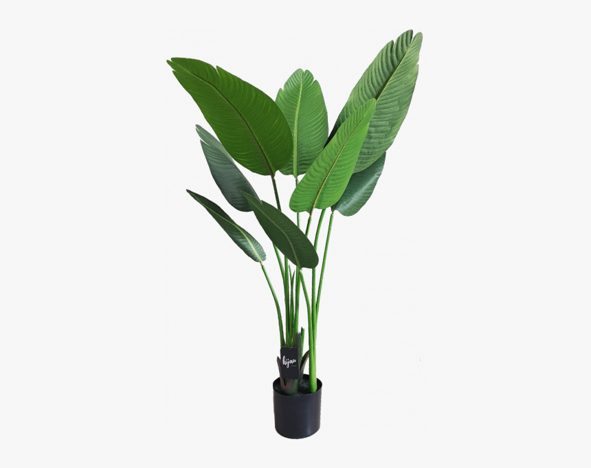 Houseplant, HD Png Download, Free Download