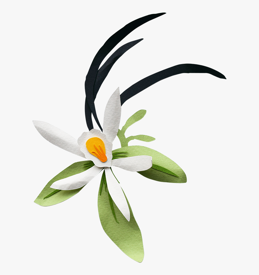 Bird Of Paradise, HD Png Download, Free Download