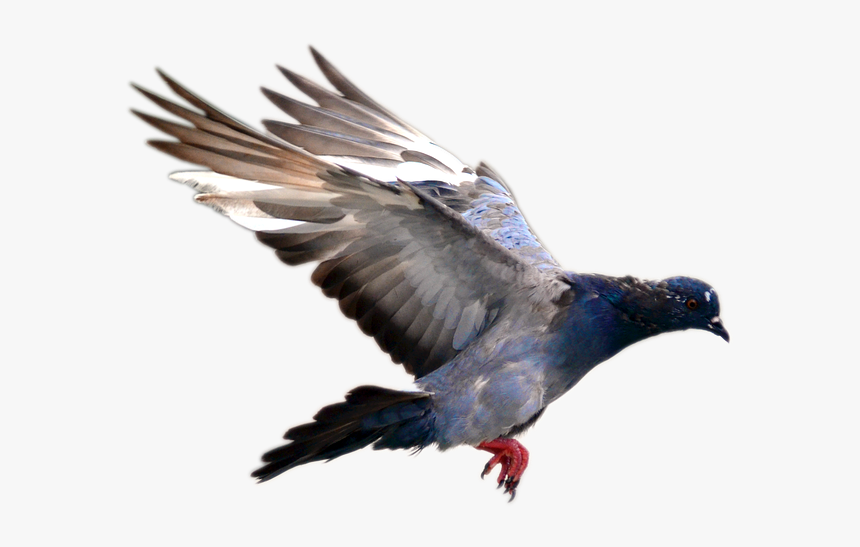 Pigeon Bird Flying Png, Transparent Png, Free Download