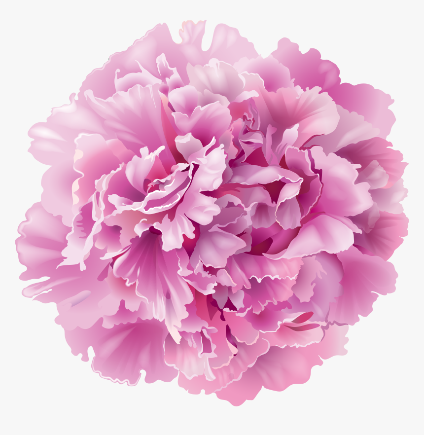 Clip Art Peony Flowers Png - Png Peonies, Transparent Png, Free Download