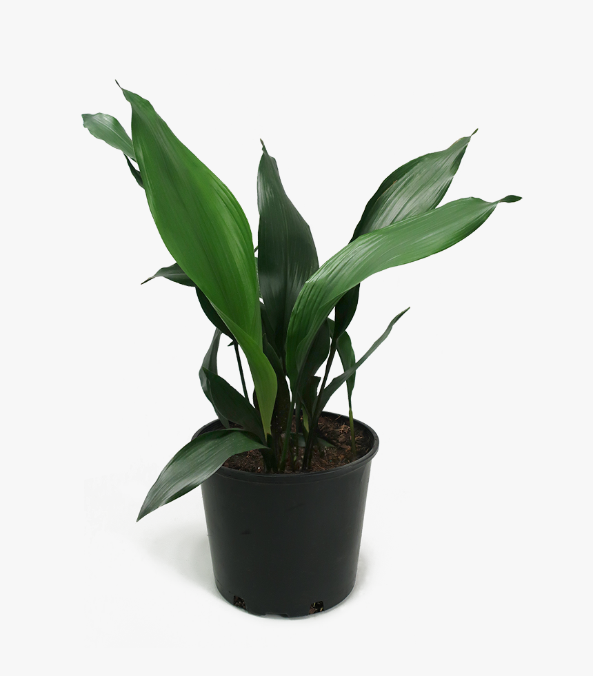 Aspidistra Elatior, HD Png Download, Free Download