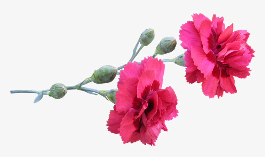 Carnation, Stem, Flowers - Carnation Flower Png, Transparent Png, Free Download