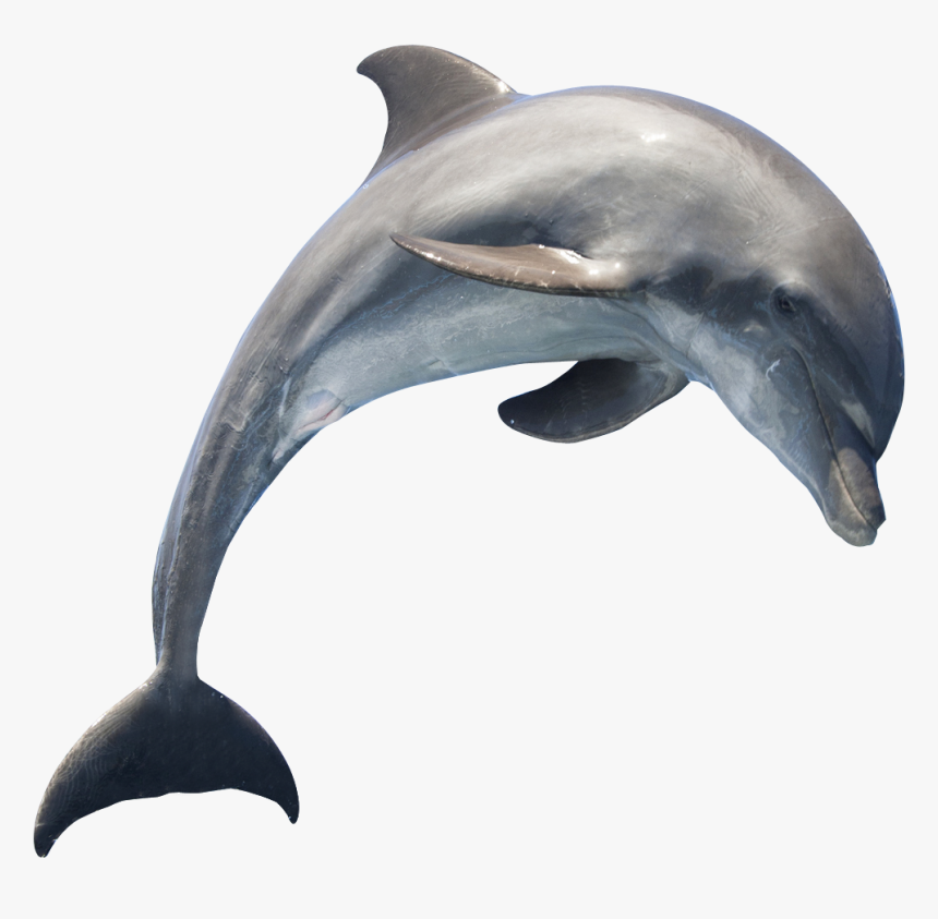 Dolphin Transparent Background, HD Png Download, Free Download