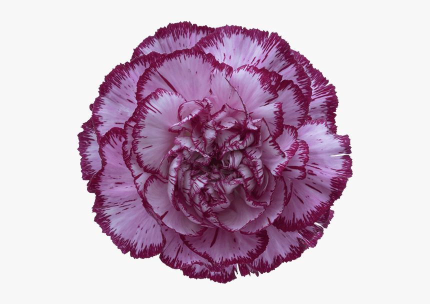 Bacarat Purple Carnation - Flowers Clipart Carnations, HD Png Download, Free Download