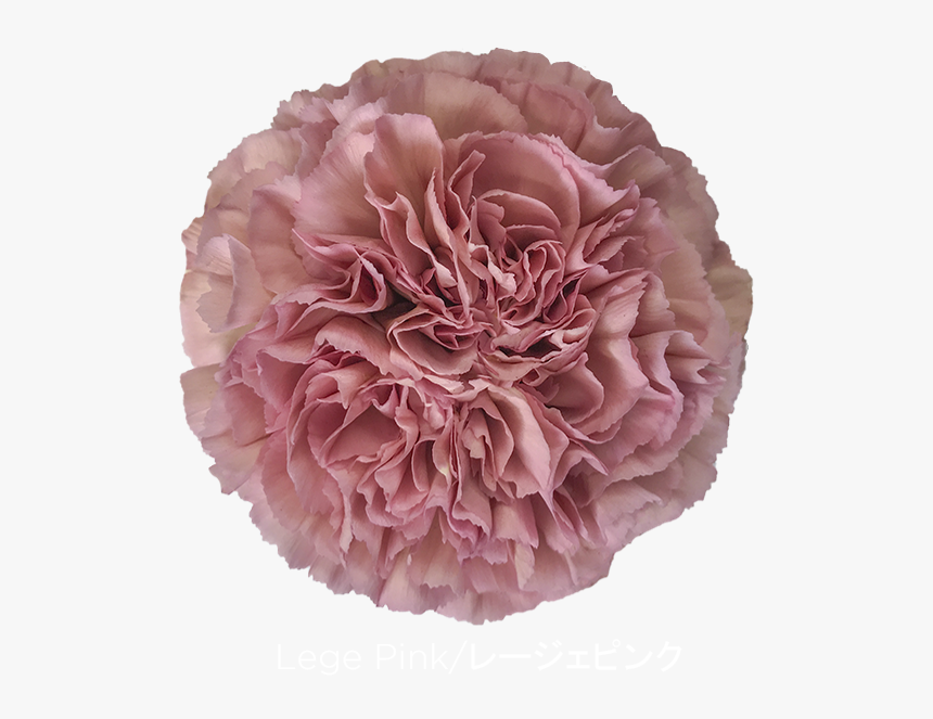 Carnation Lege, HD Png Download, Free Download